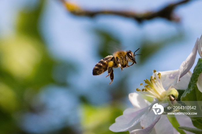蜜蜂，授粉过程