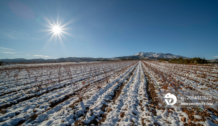 Panoramic view of a vineyard in Spain during a winter sunset with snow and a big blue sky with lens 