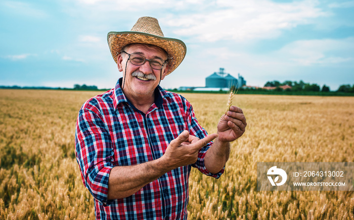 Farmer in a wheat field checking crop. Agricultural concept