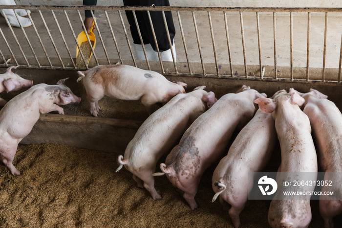 Hands of farmer feeding pig in organic rural farm agricultural. Livestock industry