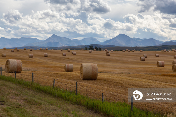View of Bales of Hay in a farm field during a vibrant sunny summer day. Taken near Pincher Creek, Al
