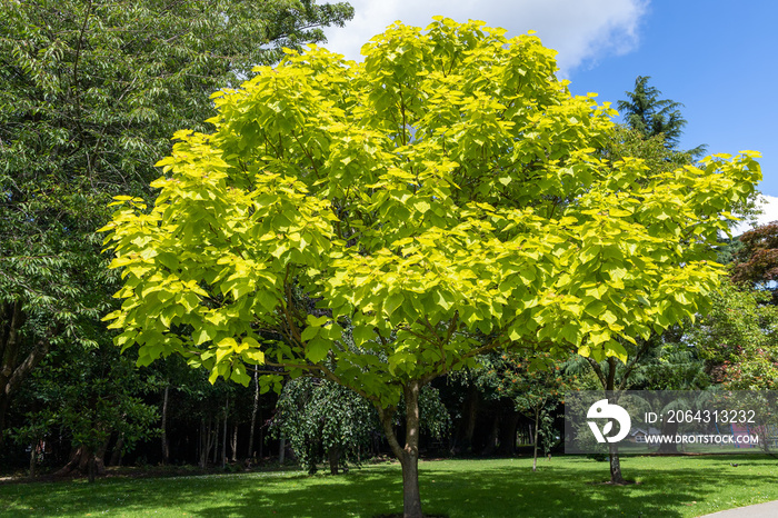 生长在东格林斯特德的一个公园里的金色印度豆树（Catapa bignonoides Aurea）