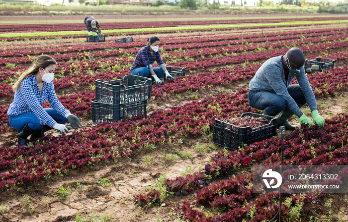 戴口罩的农场工人在种植园里割红生菜