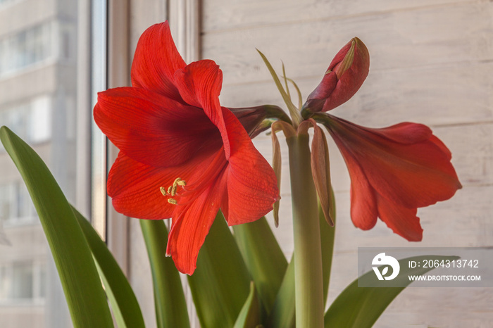 Blooming   red hippeastrum