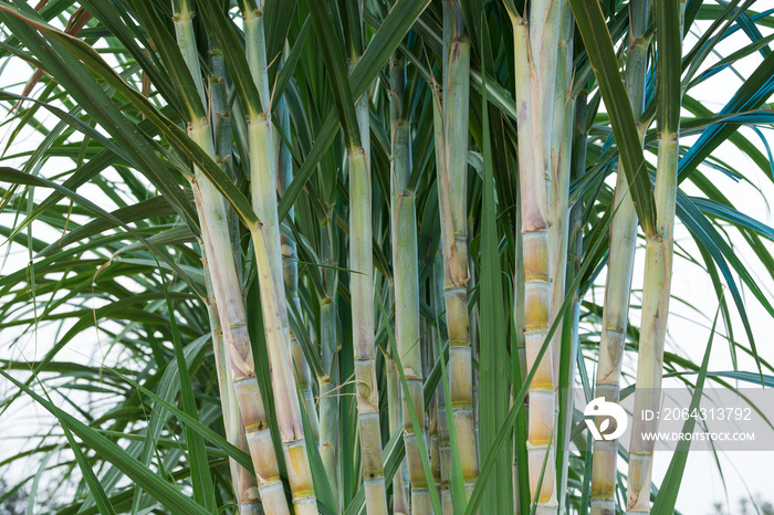 Fresh sugarcane trees in the planting field.