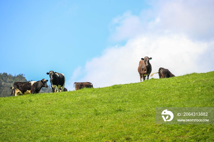 牧场上的奶牛，新西兰北岛