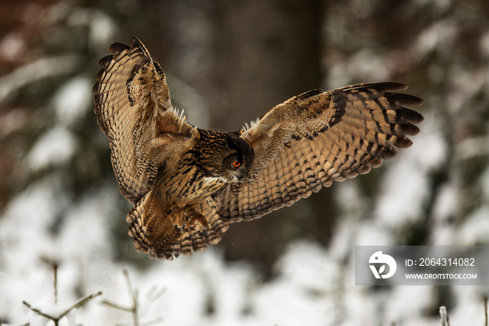 欧亚鹰鸮（Bubo Bubo）降落在冬季森林的雪地上