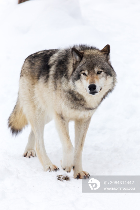 A lone timber wolf in winter