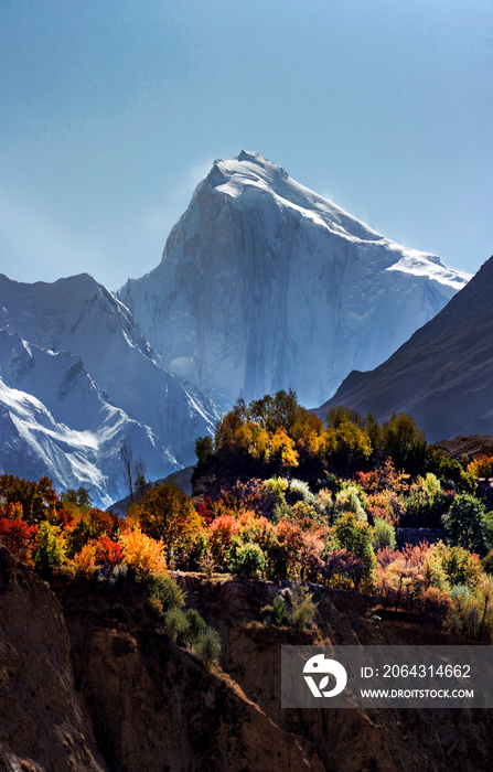 雪山上长着秋天的树，秋天在吉尔吉特的亨扎和讷格尔北部地区有金色的山峰