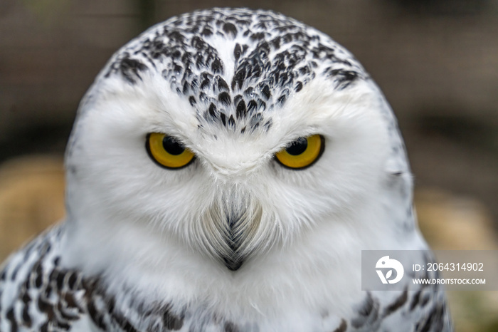 雪鸮（Bubo scandiacus），也称为极地猫头鹰、白猫头鹰和北极猫头鹰。一种受威胁的物种