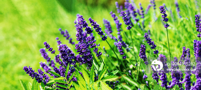 Blooming lavender plant on a blurred green background.