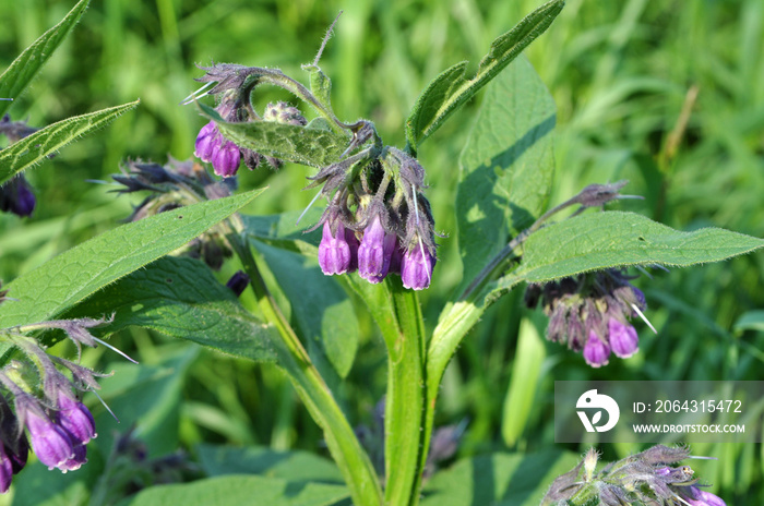 在草地上，珙桐（Symphytum officinale）正在开花