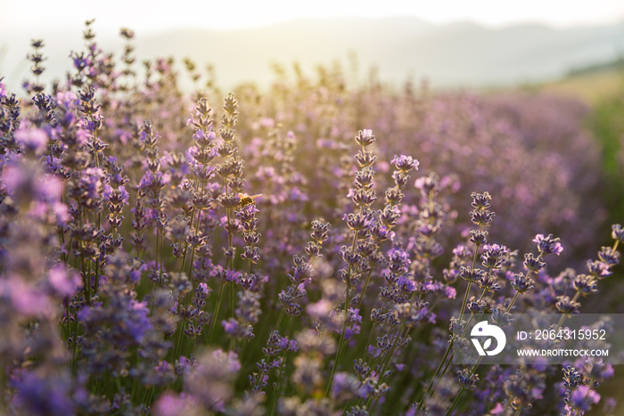 Blooming lavender in a field at sunset