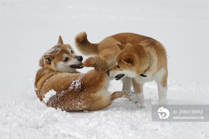 雪と柴犬