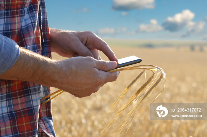 Farmer uses his tablet pc at ready for harvest wheat field