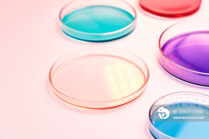 Petri dish with colorful liquid or media for bacterial colonies in biomedical analysis on the pink b