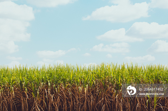 Sugarcane field with cloud on the sky.