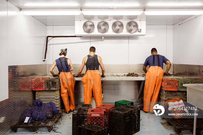 Rear view of workers working in fishing industry