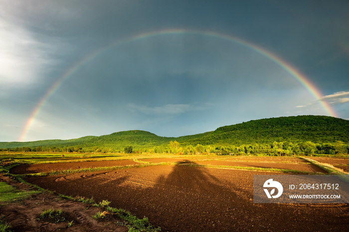 Rainbow Over the Rice Farm