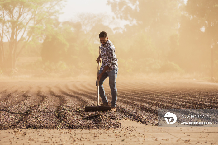 Man with squeegee working on drying coffee bean