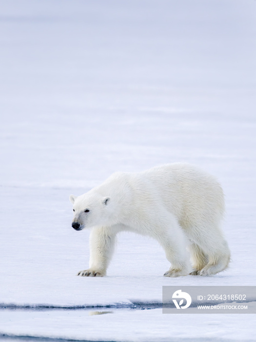 斯瓦尔巴北极熊的图像