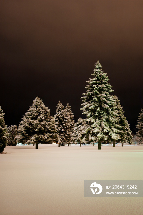 夜晚田野上白雪皑皑的松树