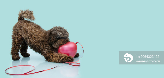 Dog celebrating valentines day. Poodle playing with a red heart balloon. Isolated on blue backgroun