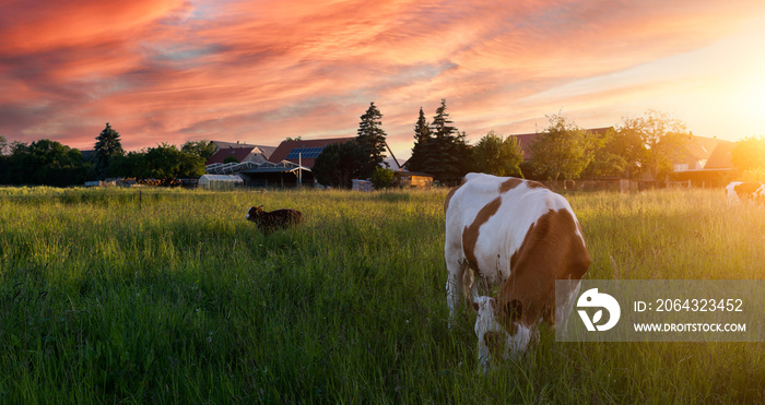 Rinder grasen auf Weide bei Sonnenuntergang