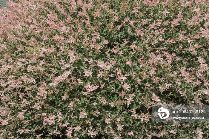 Japanese willow. Salix integra ”Hakuro-Nishiki” in the garden. Festive natural pink surface.