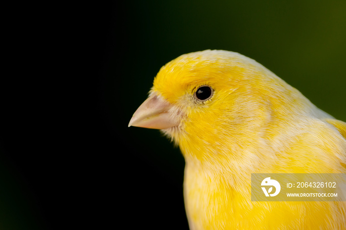 Beautiful portrait of a yellow canary