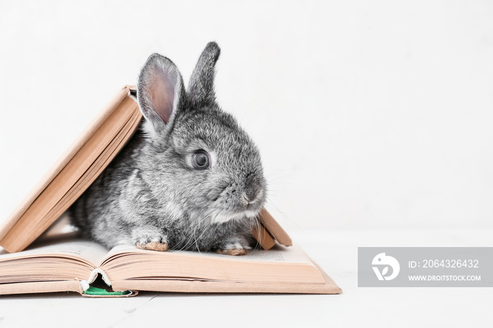 可爱有趣的兔子，浅色背景上有书