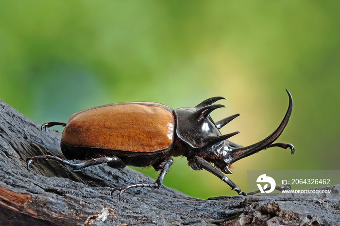 The Five-horned rhinoceros beetle (Eupatorus graciliconis) also known as Hercules beetles, Unicorn o