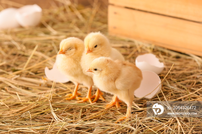 Cute little chicks on the farm