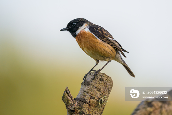 Saxicola Rubicola male, named Tarabilla in spanish perched on a branch