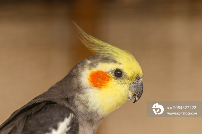 Close up of a male cockatiel - Nymphicus hollandicus