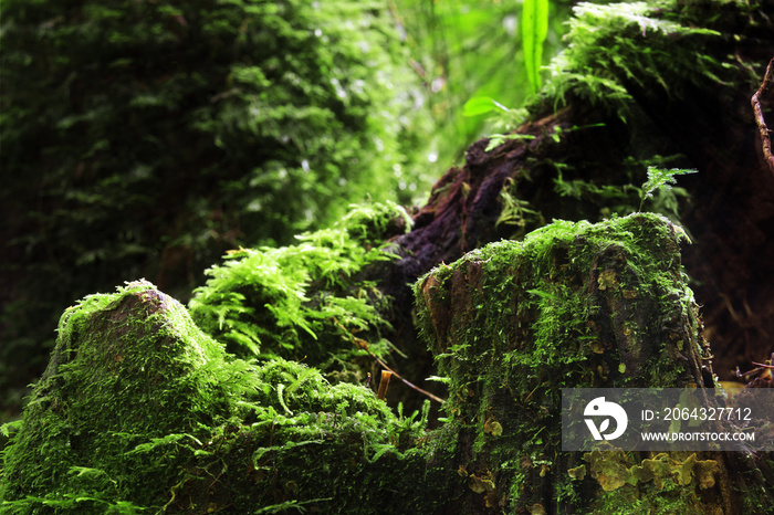 green moss plant on tree and stump wood with rock and sunlight b