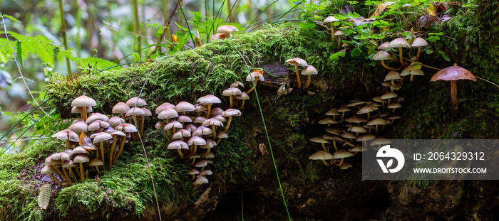 close up of mushrooms in the autumn forest