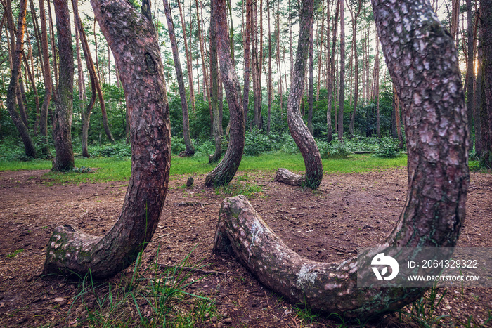 Crooked Forest - famous tourist attraction in Nowe Czarnowo village, Poland