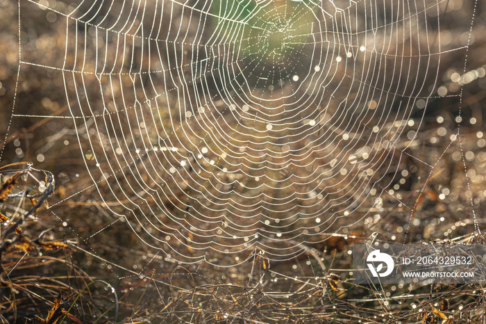 阳光明媚的早晨，蜘蛛网在露水中特写。