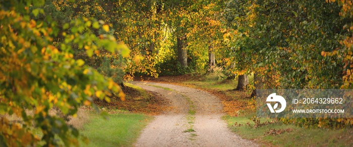 一条空旷的乡村道路（小巷），穿过绿色、金色、橙色、红色和
1484402854,冬天结冰的草树枝。天然b上结冰的茂盛绿草和冰晶的横幅框架