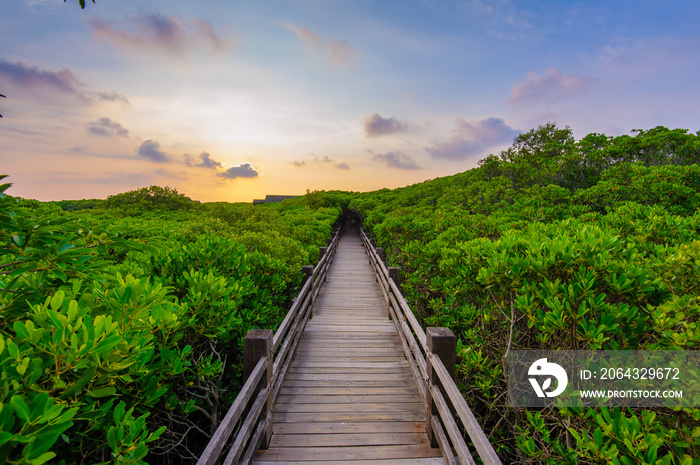 Mangrove forest with wood Walk way