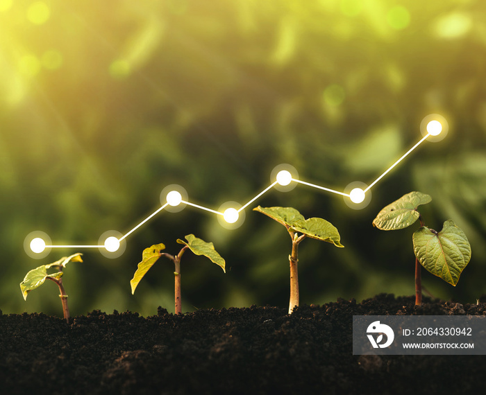 Seedling are growing from the rich soil. Concept of business growth, profit, development and success