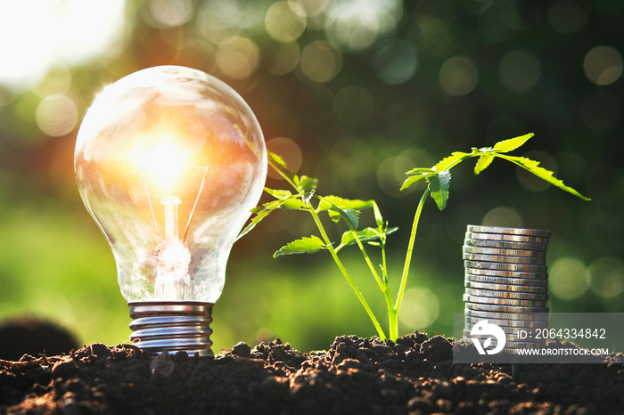 lightbulb with small tree and money stack on soil in nature sunset background. concept saving energy