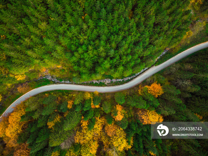 林地和蜿蜒道路上的秋叶，无人机鸟瞰图