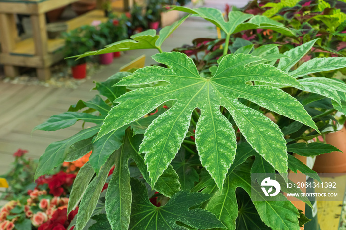 fatsia japonica spider web plant in greenhouse indoor