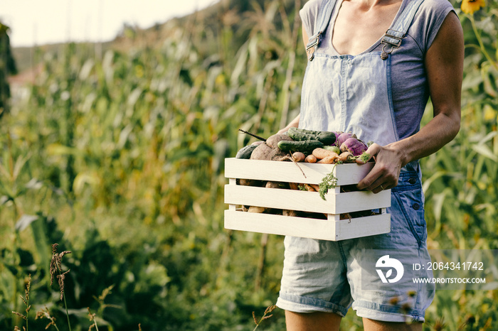 growing organic food female farmer harvesting fresh vegetables from garden, beetroot, carrots, potat
