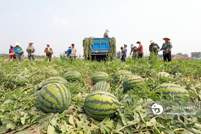 Farmers are harvesting watermelons on a farm, Luannan County, Hebei Province, China.