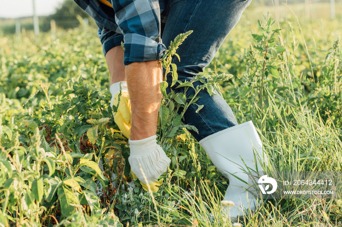 partial view of farmer in gloves and rubber boots pulling out weeds in field