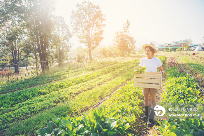 农民在农场里拿着一箱生物蔬菜。快乐的女人展示着一箱收获的蔬菜