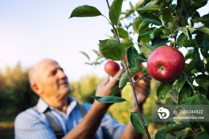 Apple harvest. Focus on apple fruit while in background farm worker picking fruit.